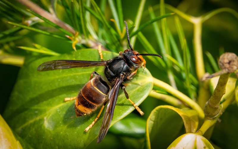 Invasive Asian Hornets On The Rise Five Sightings In 2023 Raise