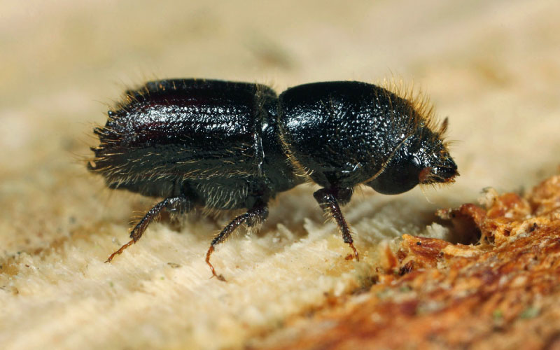 Pest management: The eight-toothed spruce bark beetle - British ...