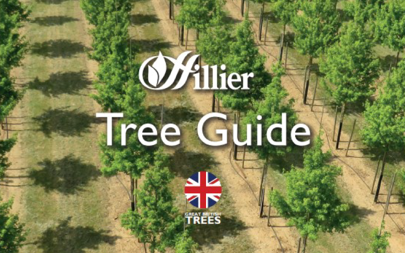 Hillier releases fully comprehensive tree guide for landscape