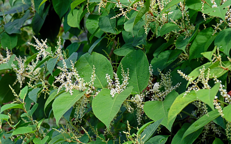 Exploiting exotic pathogens as mycoherbicides against Japanese knotweed ...