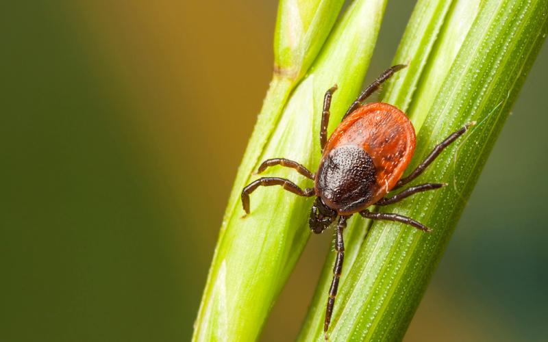 Tick Awareness: Recognising The Signs & Symptoms - British Association 