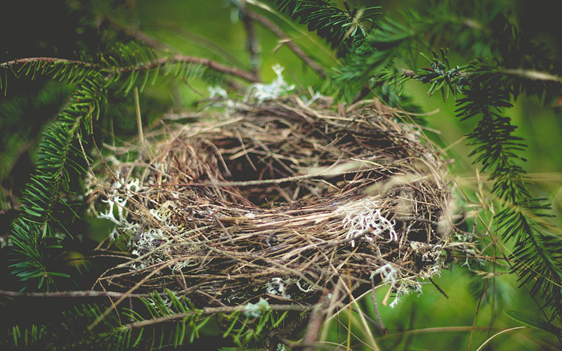 Use of netting on vegetation to prevent nesting birds - British