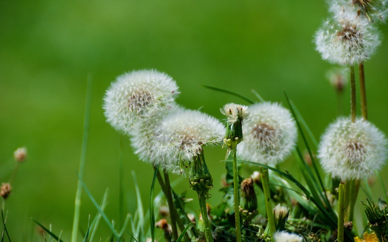 Weed control report released by Advanced Invasives - British ...