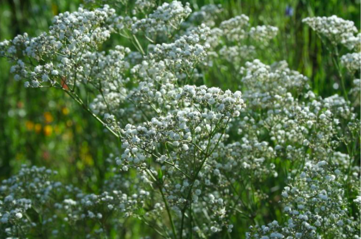 The magic of light, airy and lovely perennials - British Association of ...