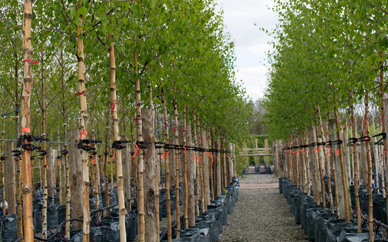 Wyevale Nurseries’ new cold store extends root season - British ...