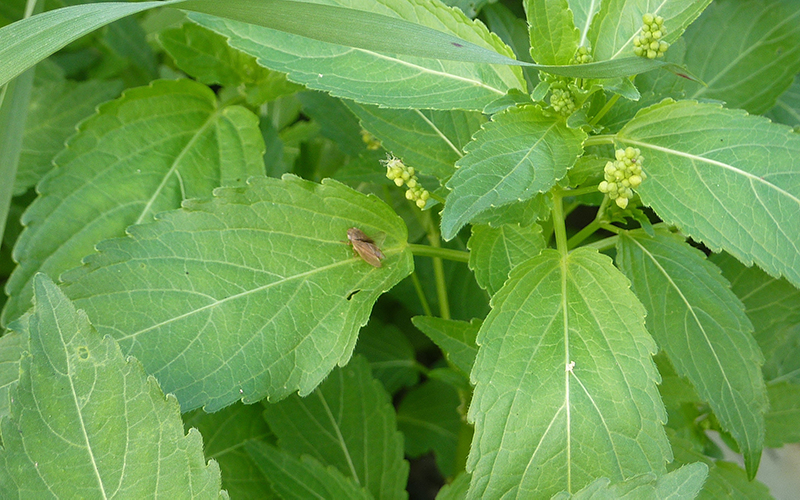 Stricter movement of Xylella host species on the horizon - British ...